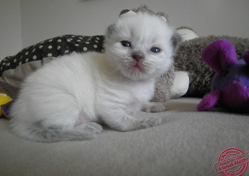 mâle blue colourpoint - 14 jours  - Chatterie Ragdolls du Val de Beauvoir